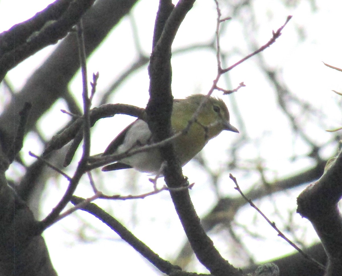 Yellow-throated Vireo - ML234857271