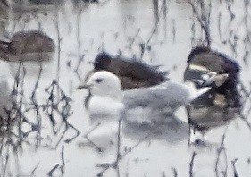 Common Gull (European) - ML234859241