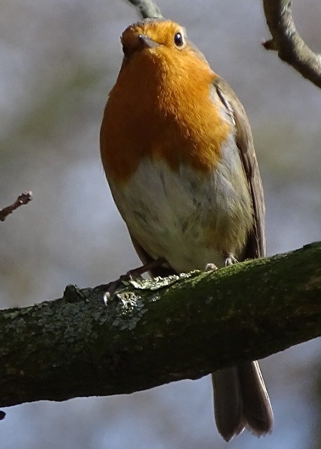 European Robin - ML234859251