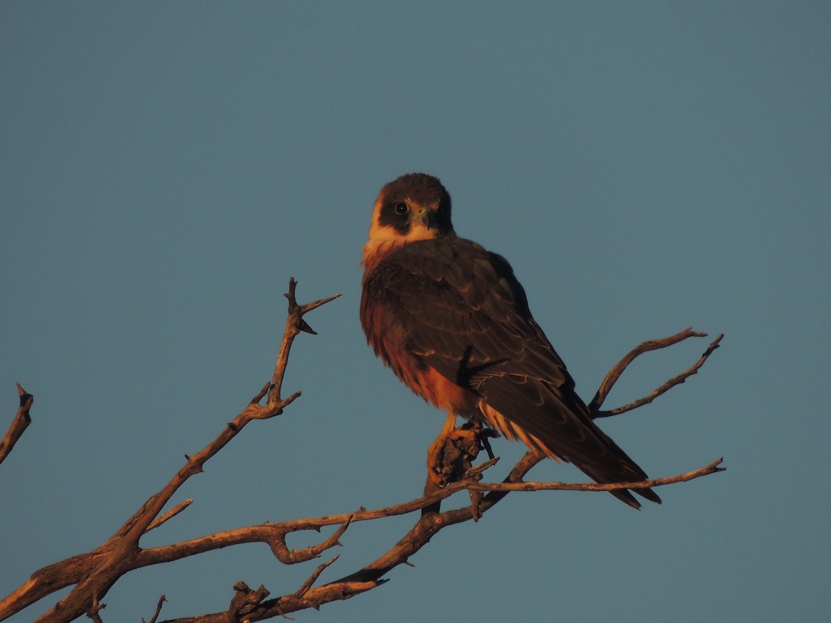 Australian Hobby - George Vaughan