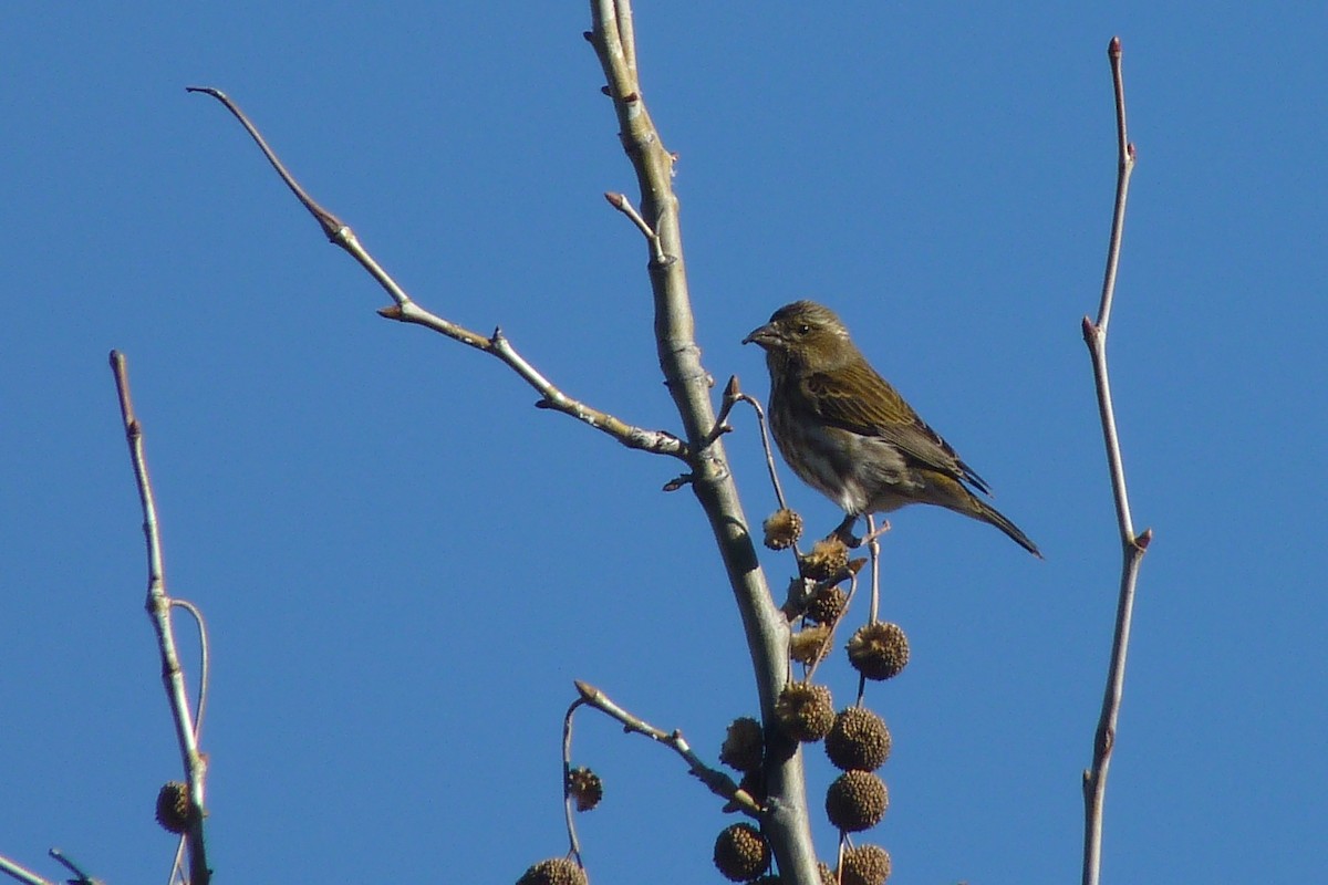 Purple Finch (Western) - ML23486111