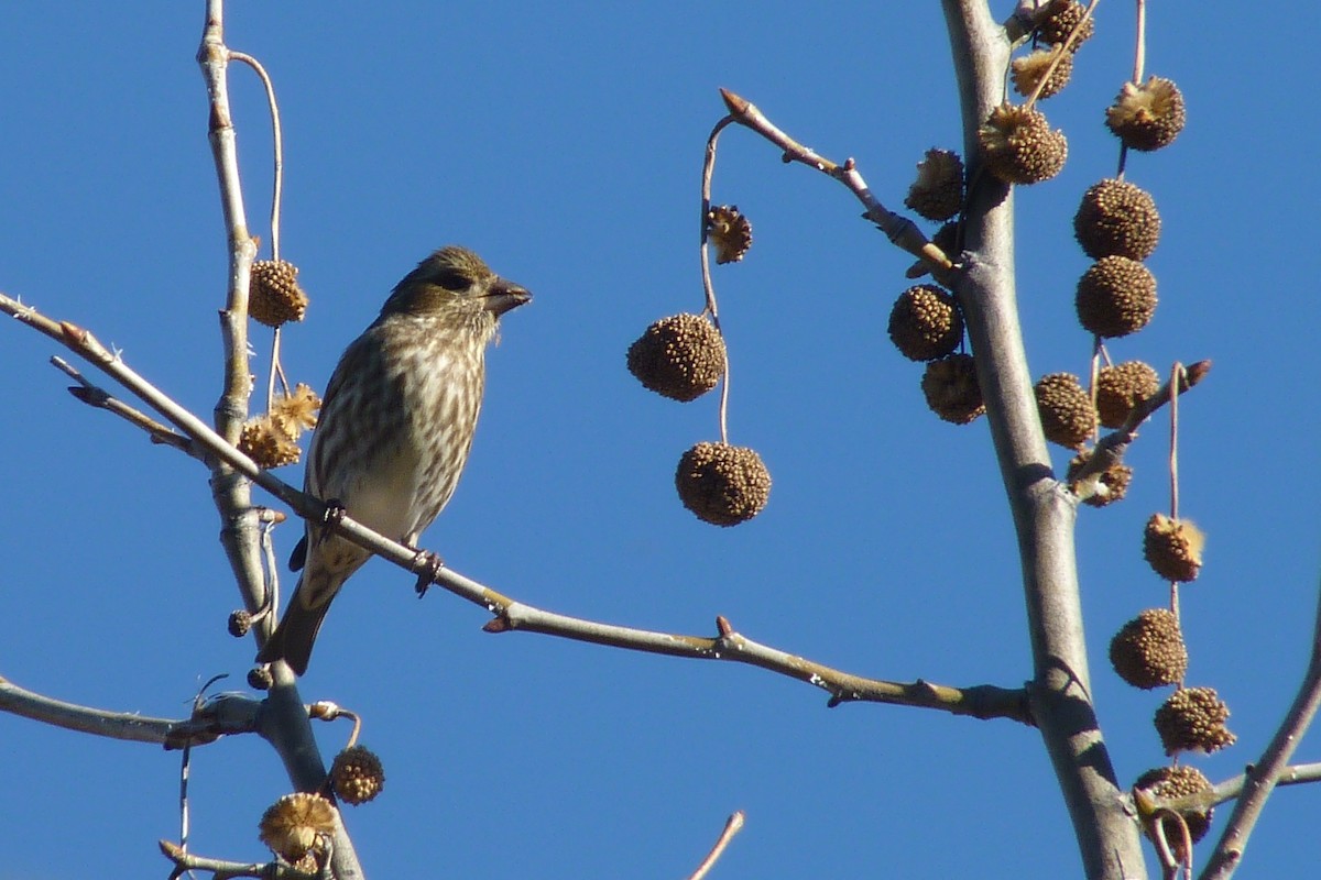 Purple Finch (Western) - ML23486131