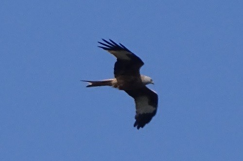 Red Kite - Ralph Akkermans