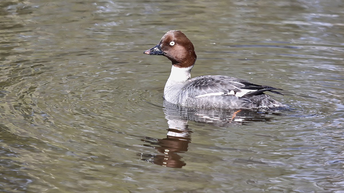 Common Goldeneye - ML234864091