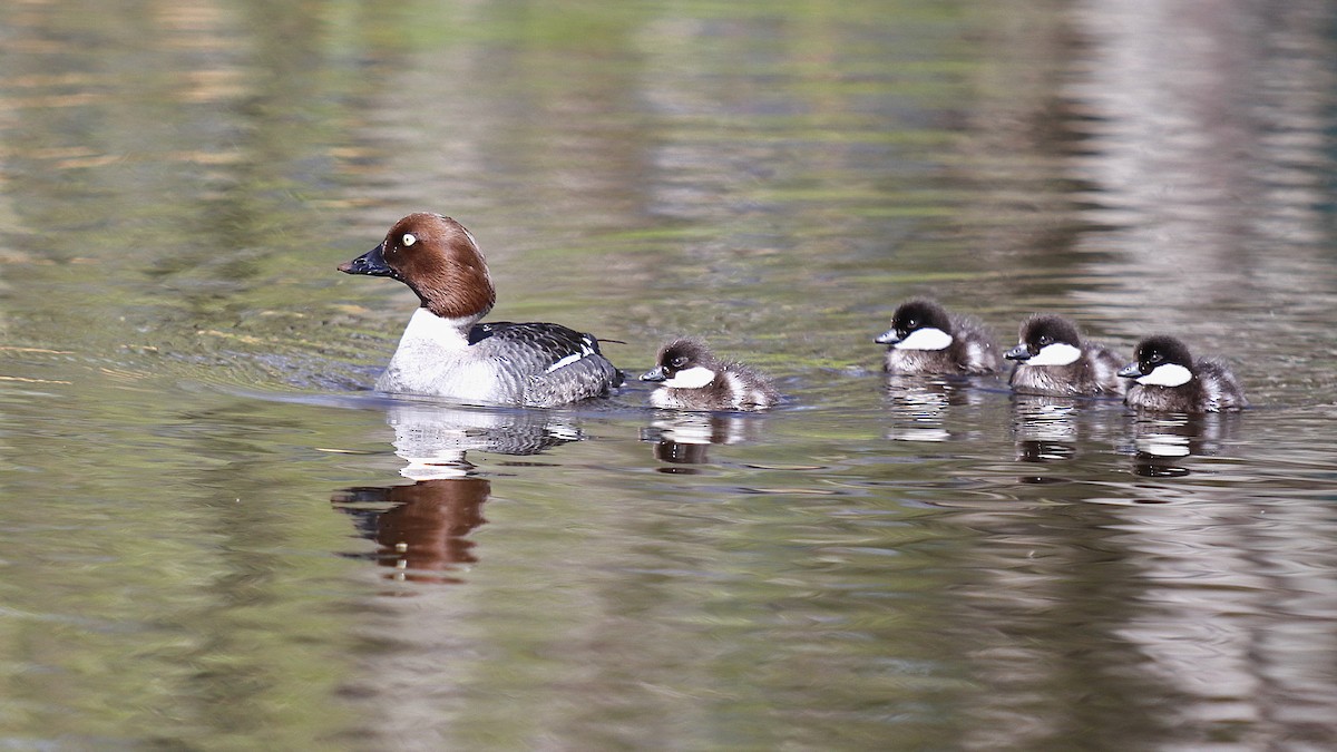 Common Goldeneye - ML234864101