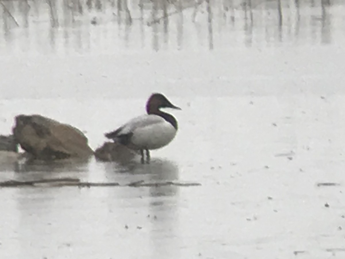 Canvasback - ML234866041