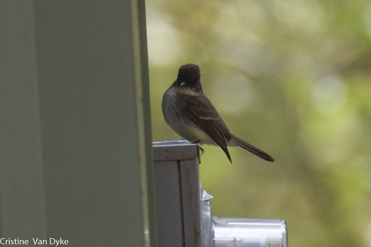 Eastern Phoebe - Cristine Van Dyke