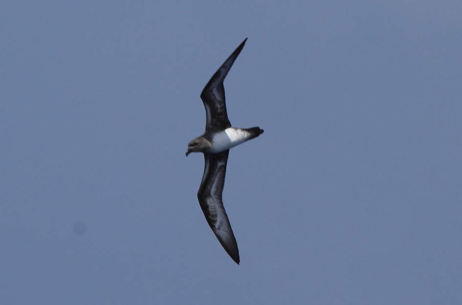 Trindade Petrel - Fabio Olmos