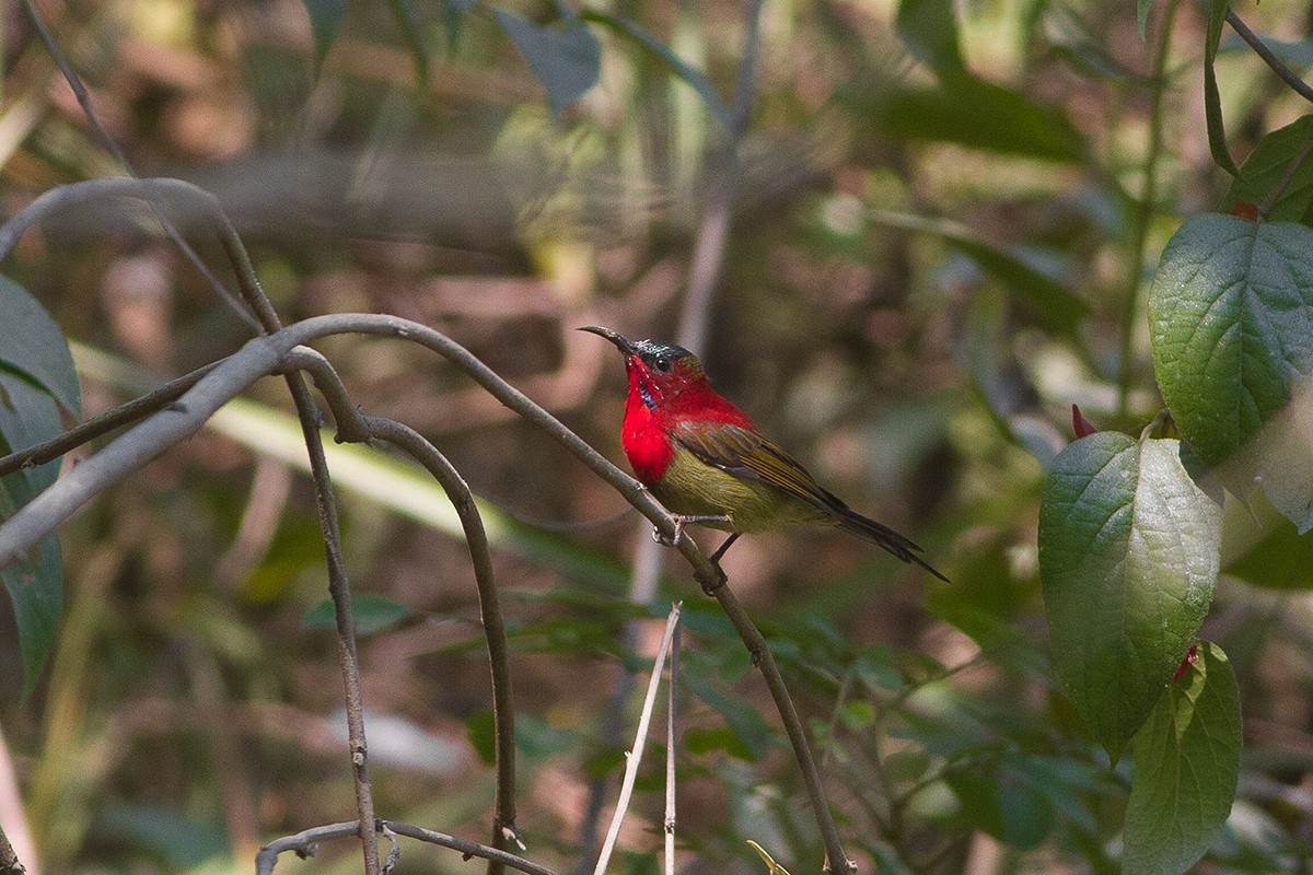 Crimson Sunbird - Dibyendu Ash