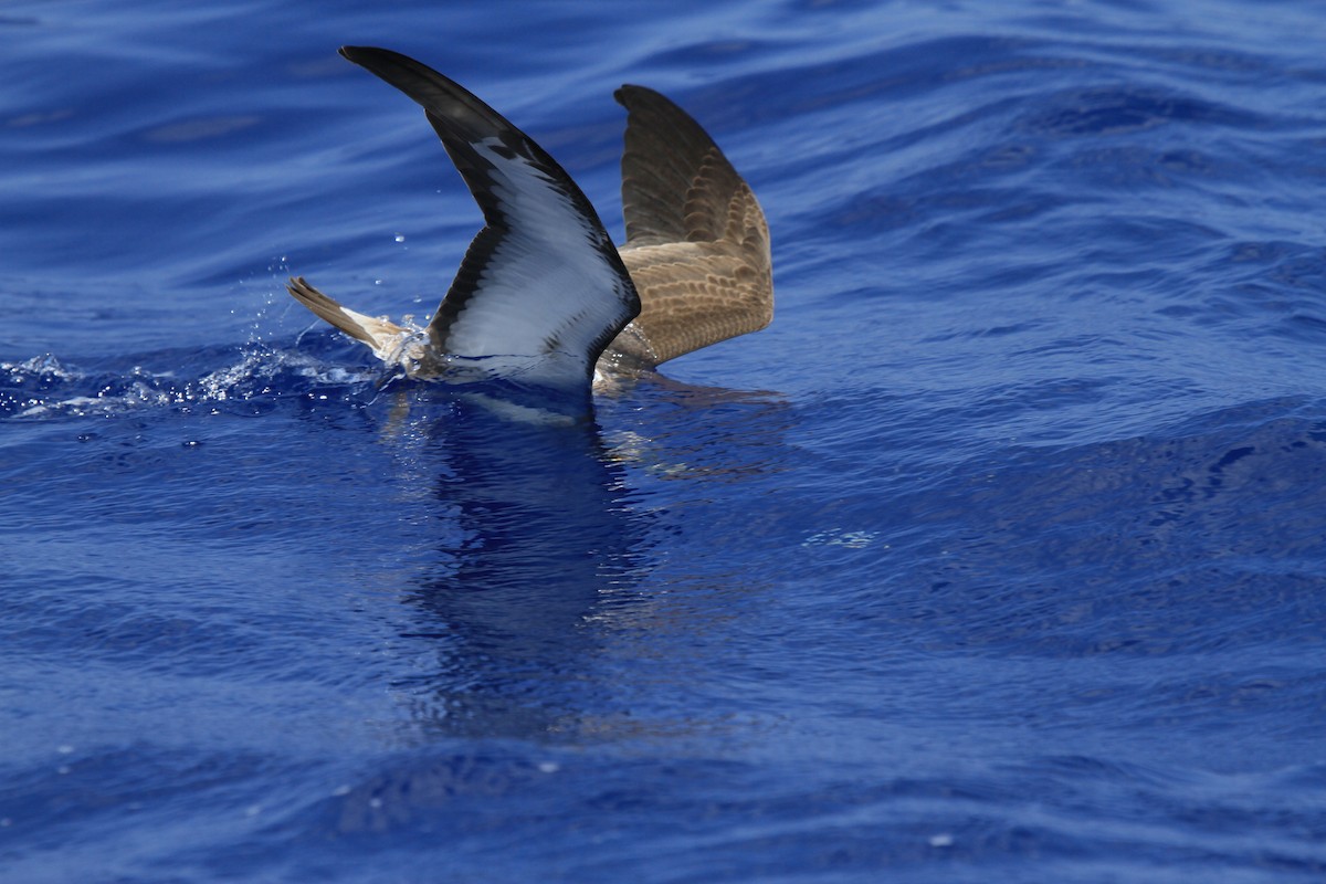 Cory's Shearwater - ML234869191