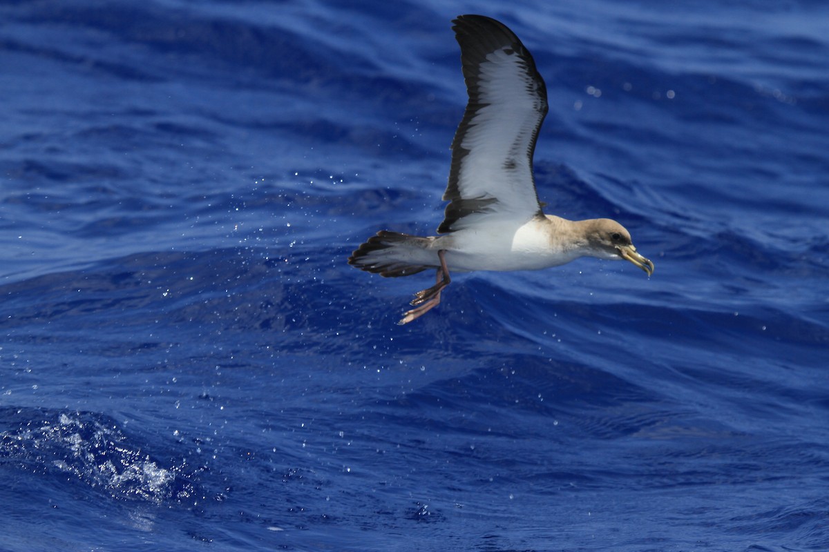 Cory's Shearwater - ML234869231