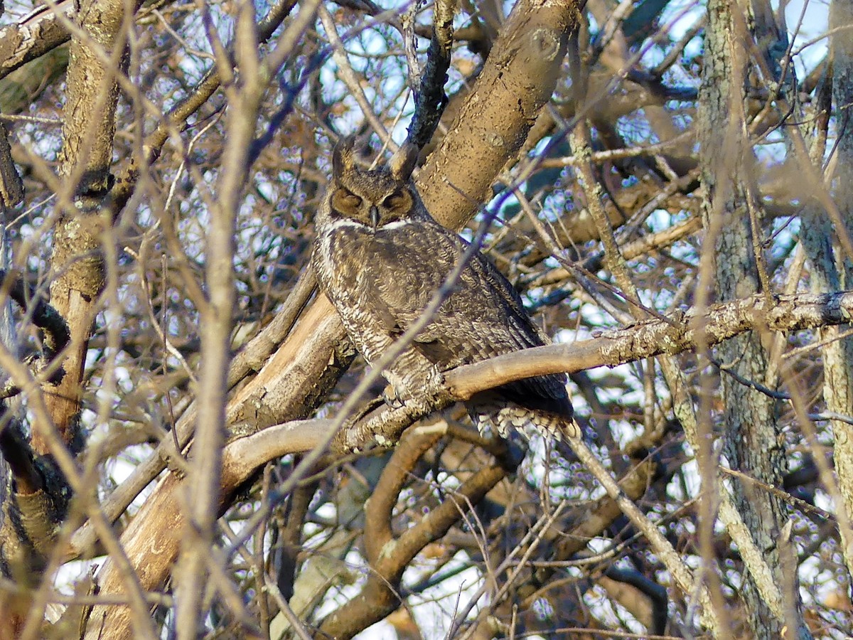Great Horned Owl - Robert Watkins
