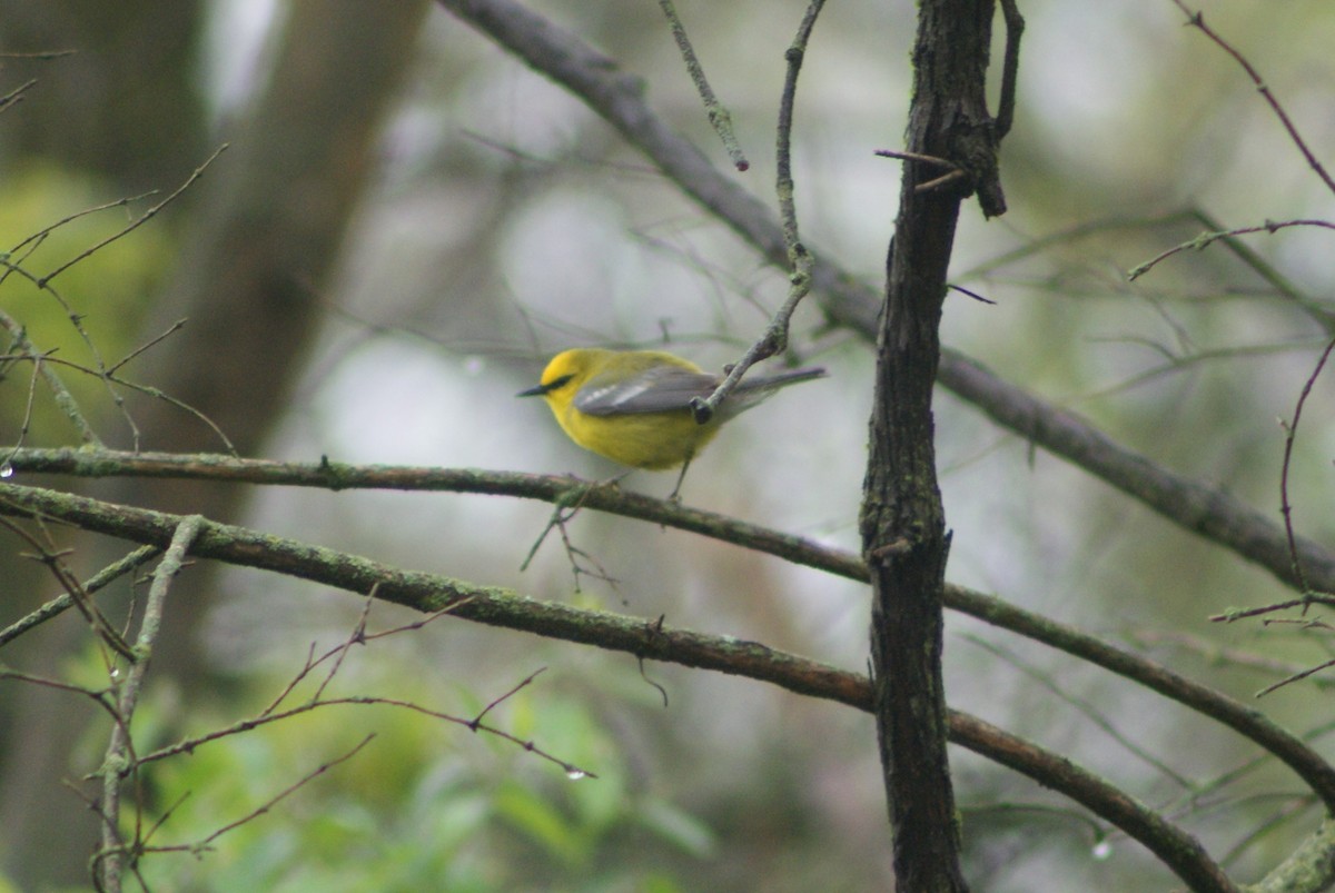 Blauflügel-Waldsänger - ML234871801