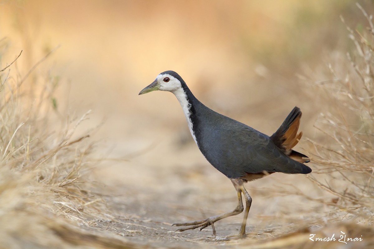 White-breasted Waterhen - Ramesh Shenai