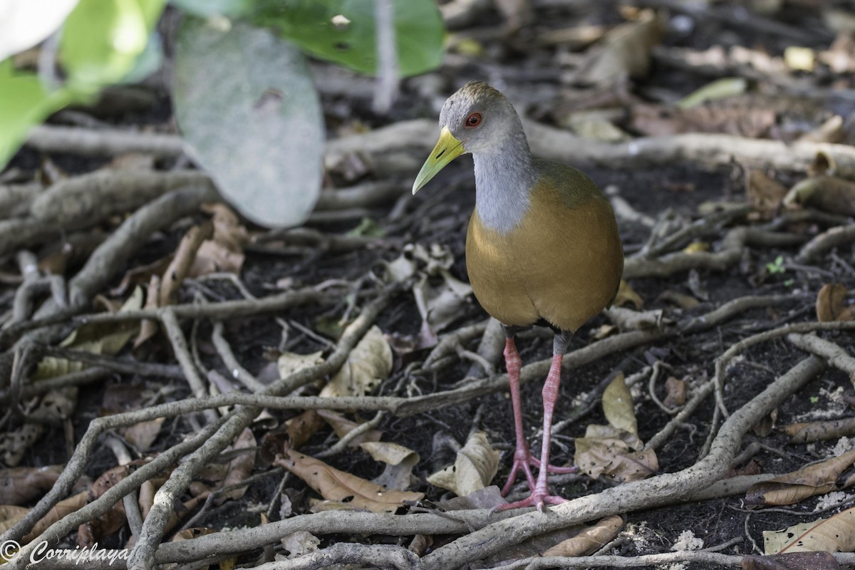 Gray-cowled Wood-Rail - ML234873331