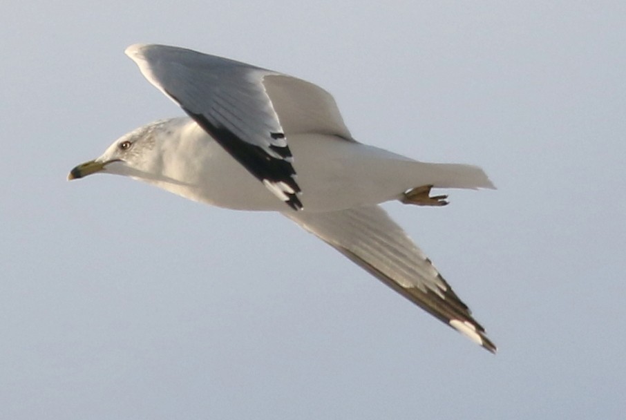 Ring-billed Gull - Jon G.