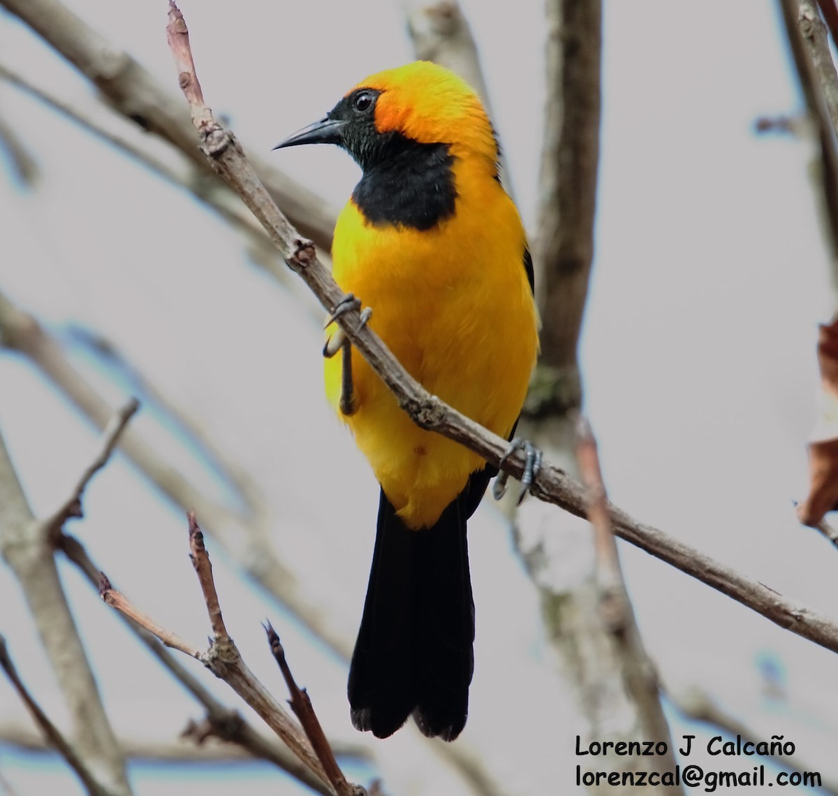 Orange-crowned Oriole - ML234876941