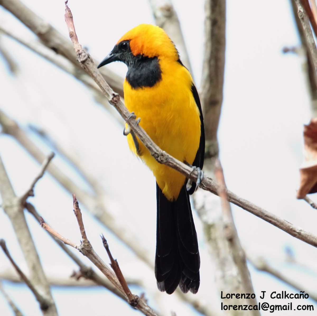 Orange-crowned Oriole - ML234876961