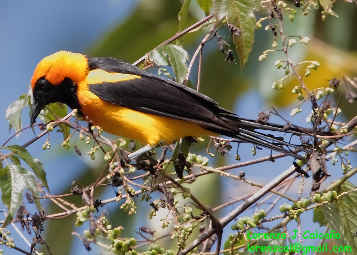 Orange-crowned Oriole - ML234877281