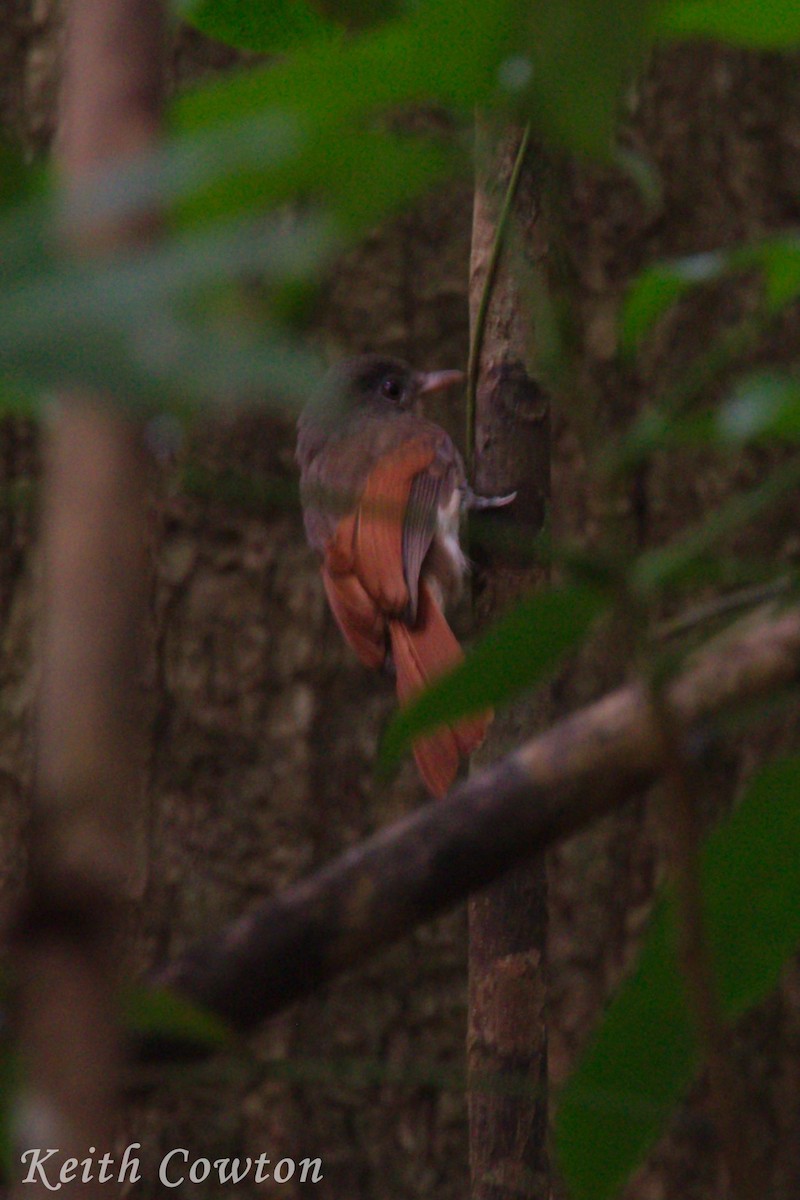 Rufous-winged Philentoma - ML234880341