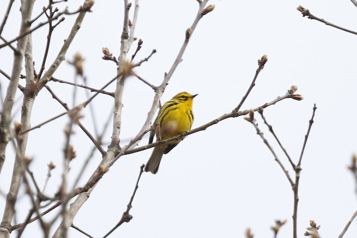 Prairie Warbler - Hap Ellis