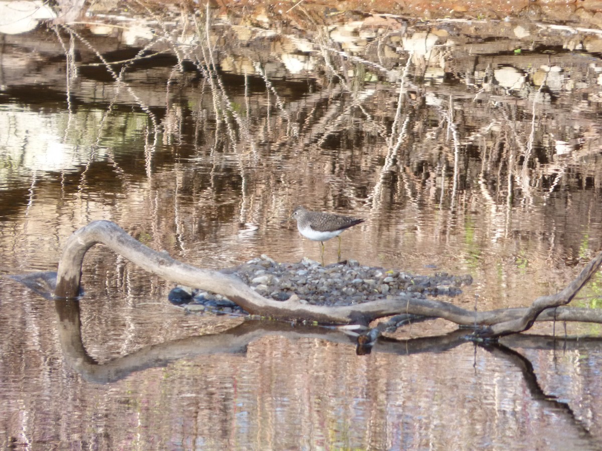 Solitary Sandpiper - ML234881641