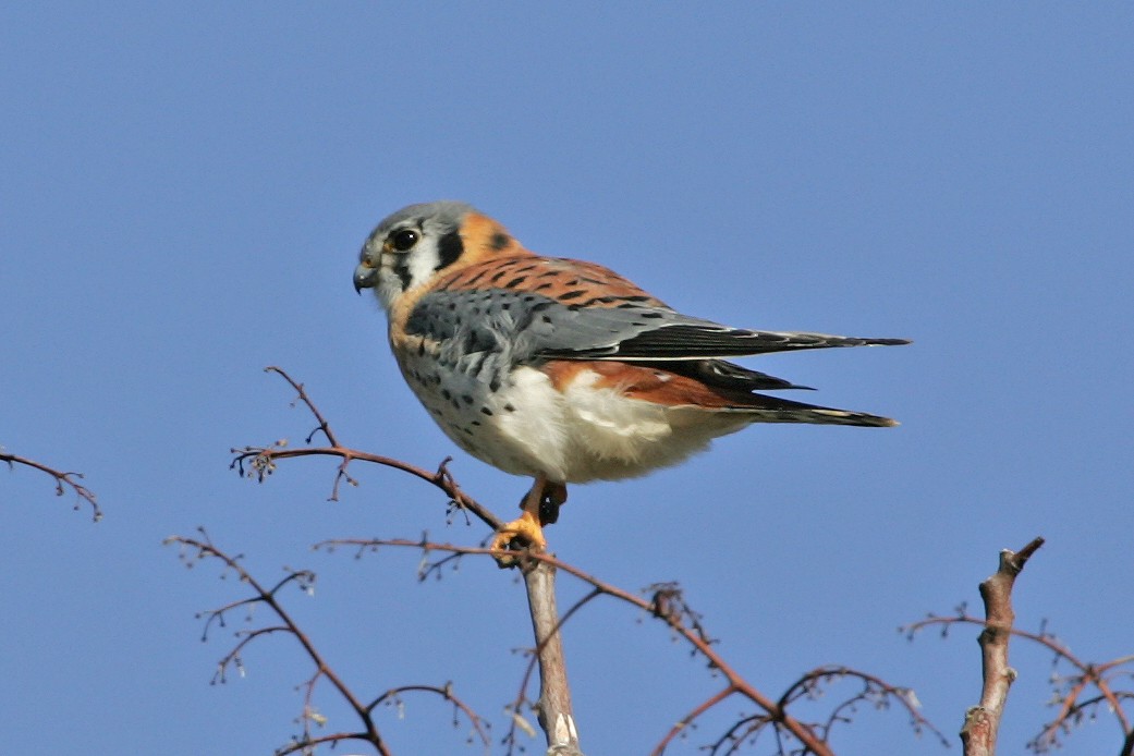 American Kestrel - ML234882321