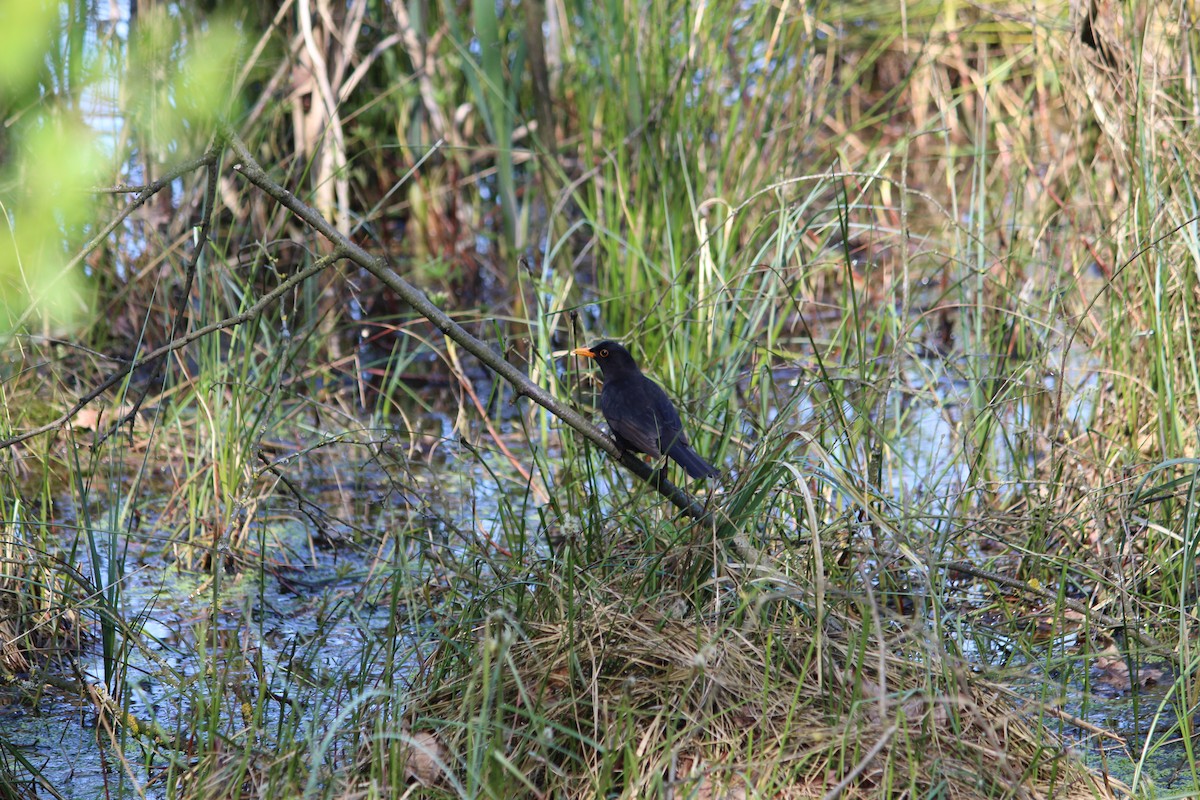 Eurasian Blackbird - ML234883691