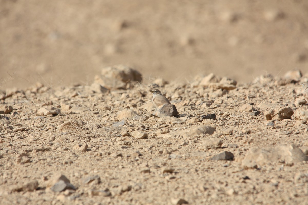 Desert Lark - Mathias Leiser