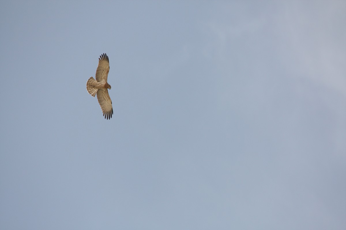 Short-toed Snake-Eagle - Mathias Leiser