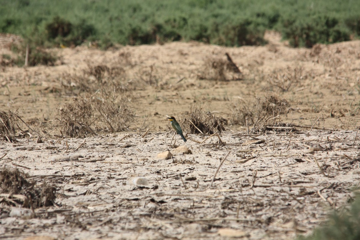 European Bee-eater - ML234886041