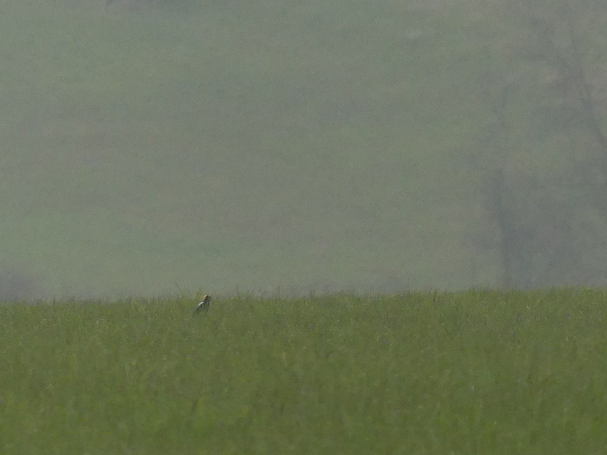 Bobolink - ML234886261