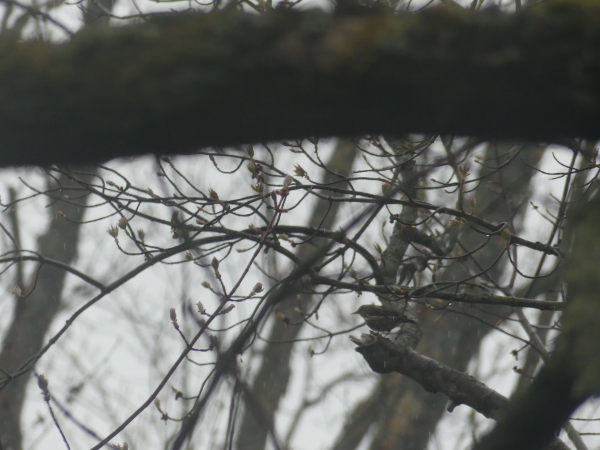 Northern Waterthrush - ML234886731