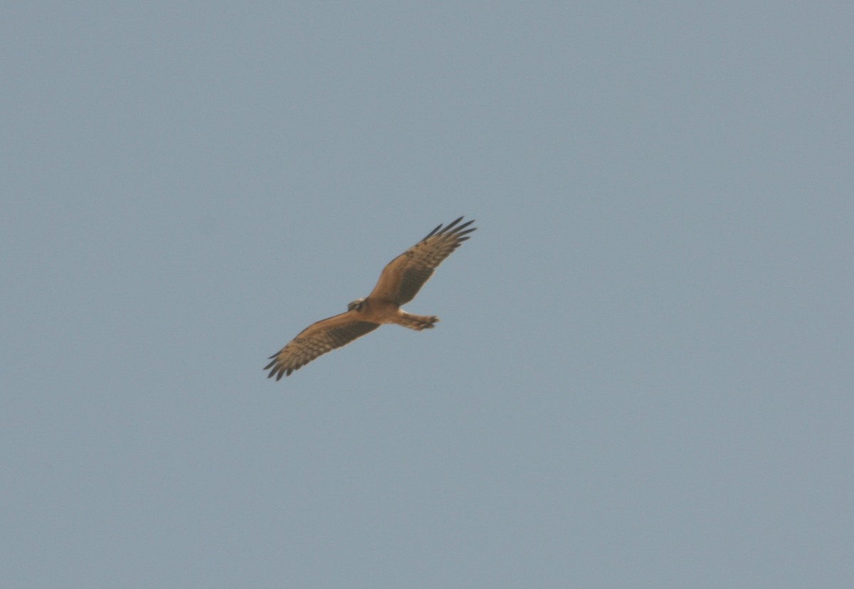 Pallid Harrier - Mathias Leiser