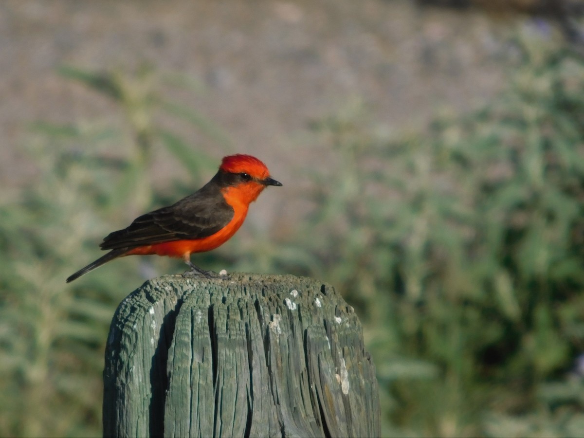 Vermilion Flycatcher - ML234888911