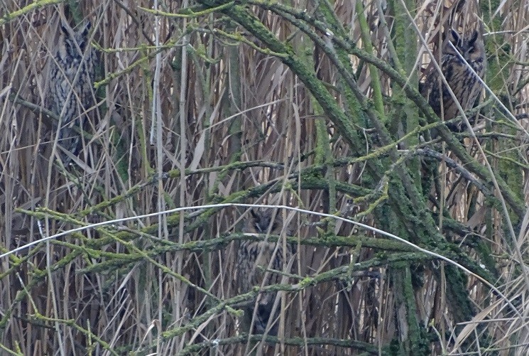 Long-eared Owl - Ralph Akkermans