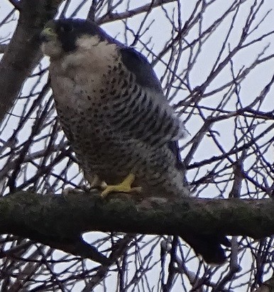 Peregrine Falcon - ML234893261