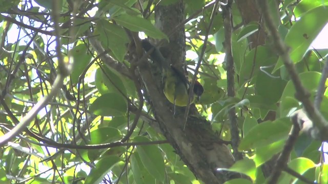 Atlapetes Pechiamarillo (grupo latinuchus) - ML234894691