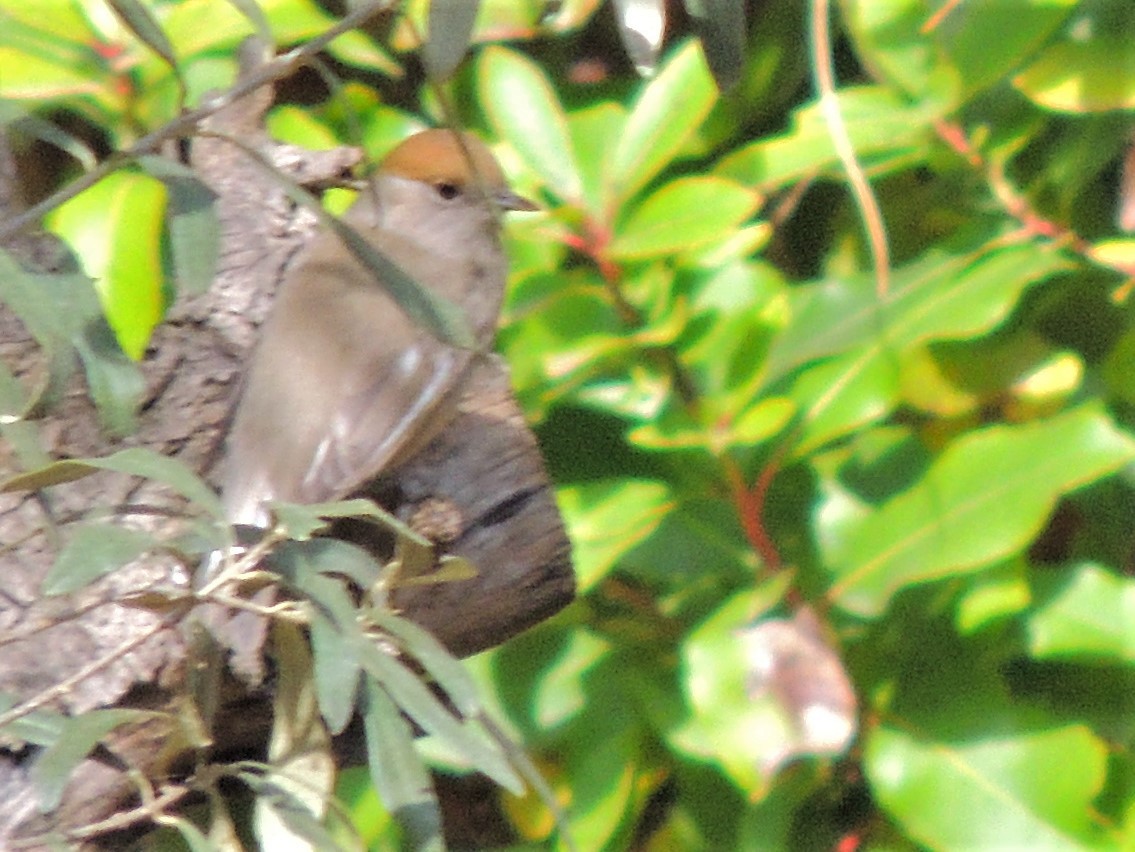 Eurasian Blackcap - ML234895091