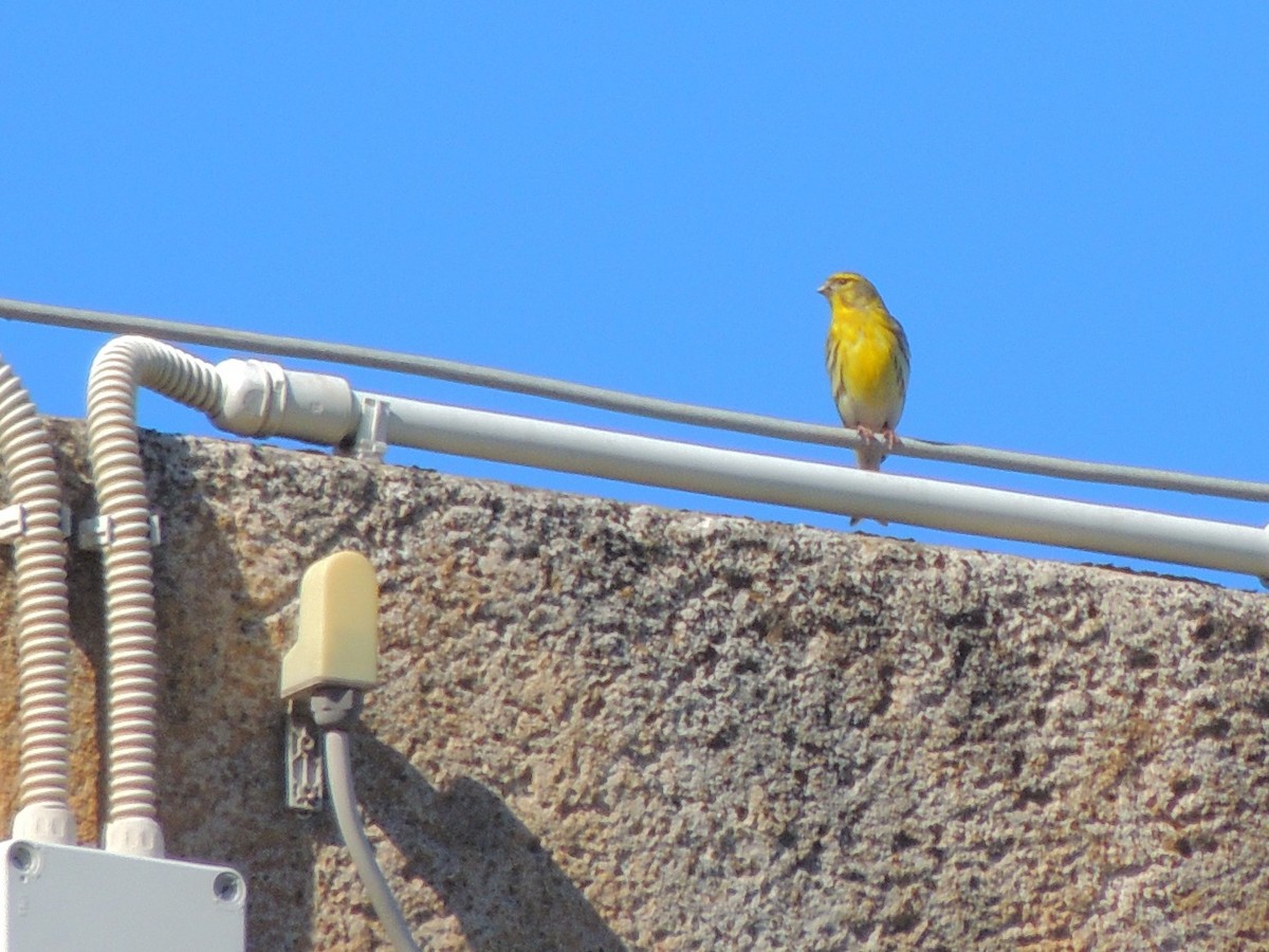 European Serin - ML234895211