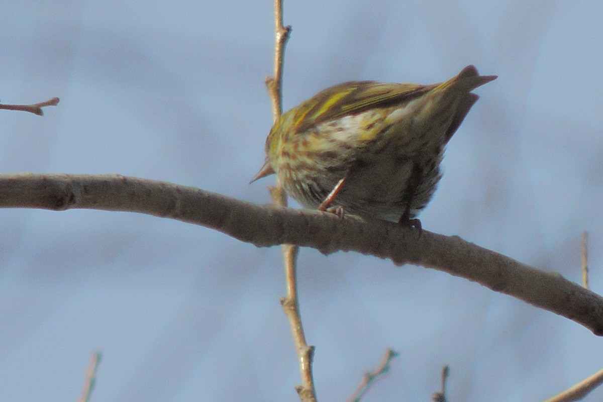 Eurasian Siskin - ML234895321