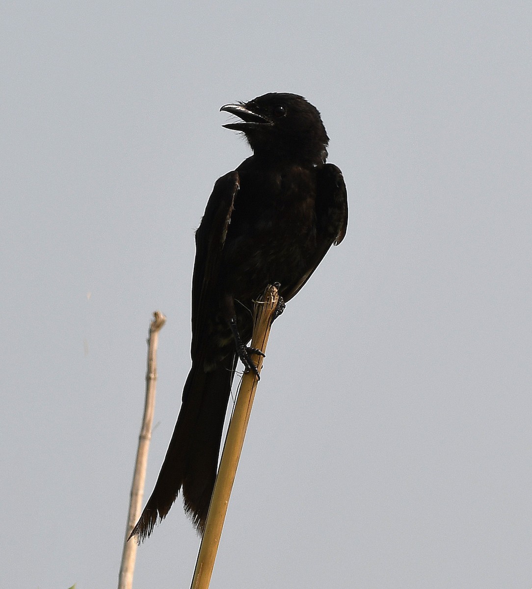 Black Drongo - ML234895401