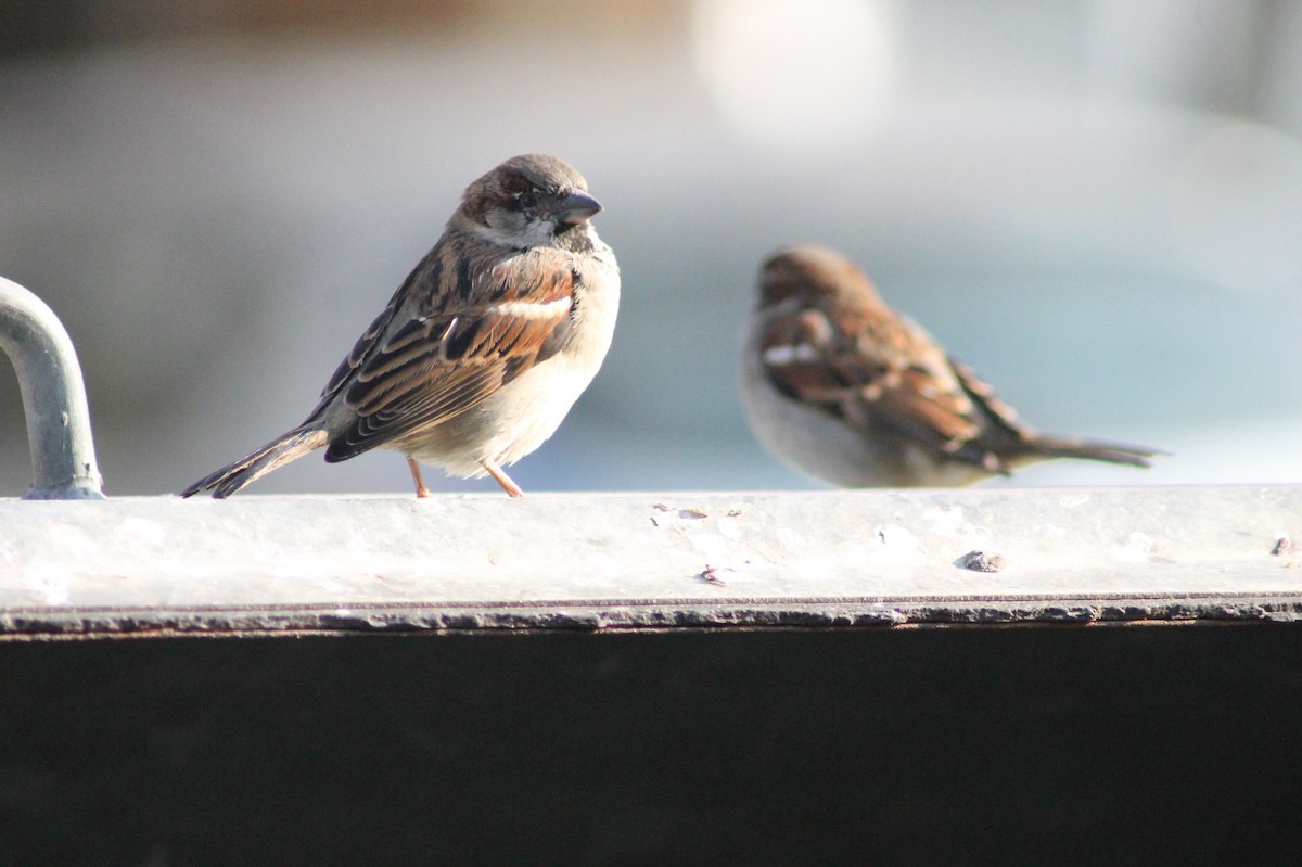 House Sparrow - ML23489691