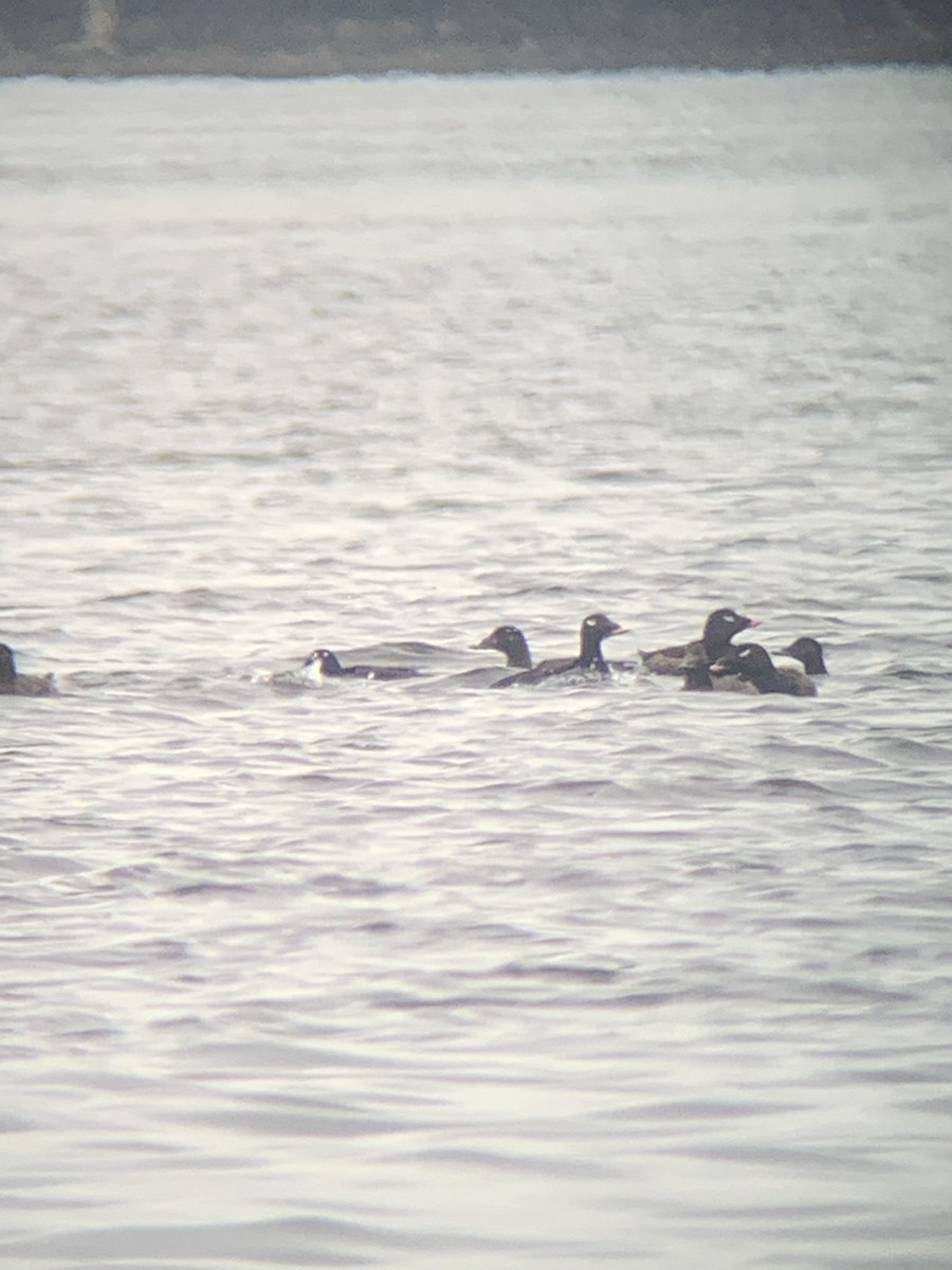 White-winged Scoter - Anonymous