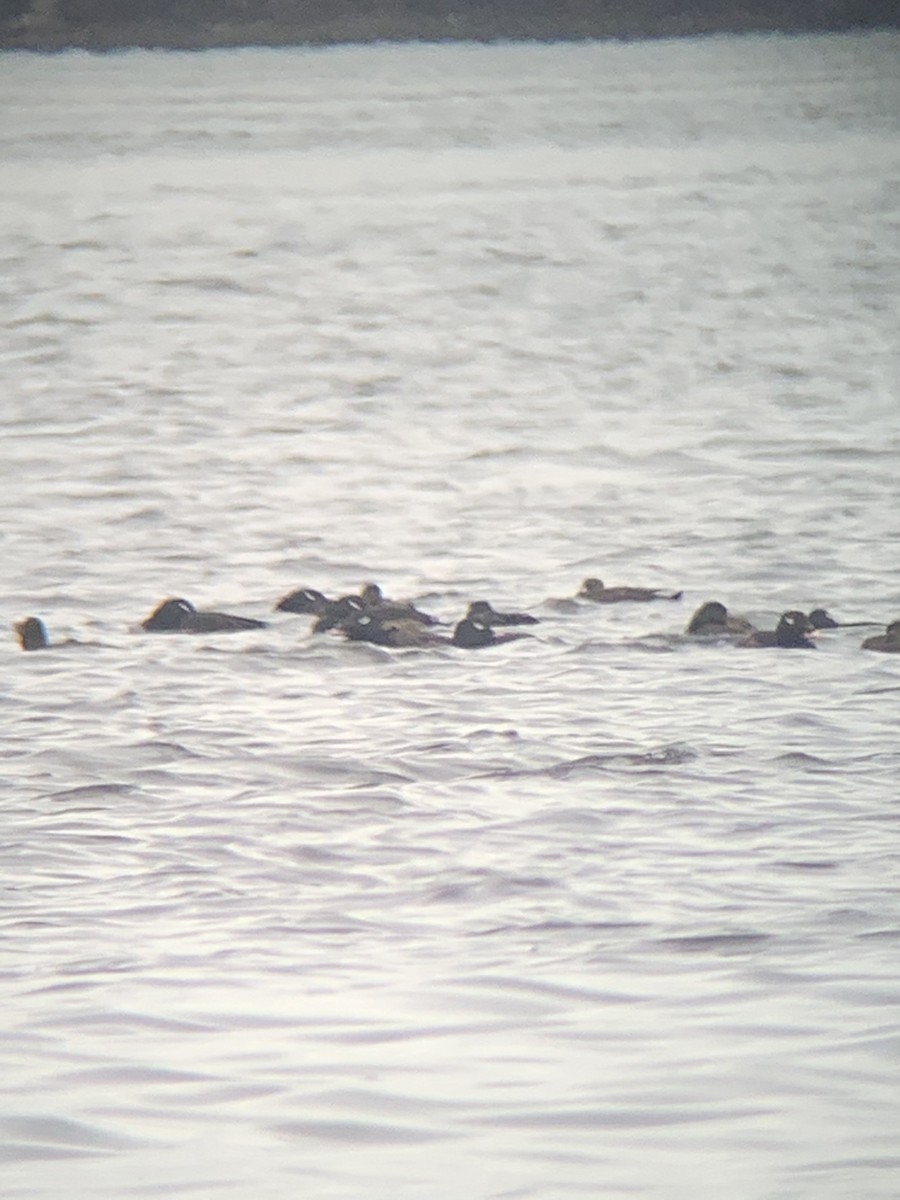 White-winged Scoter - Anonymous