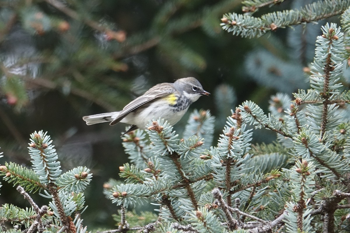 Yellow-rumped Warbler - Blythe Brown