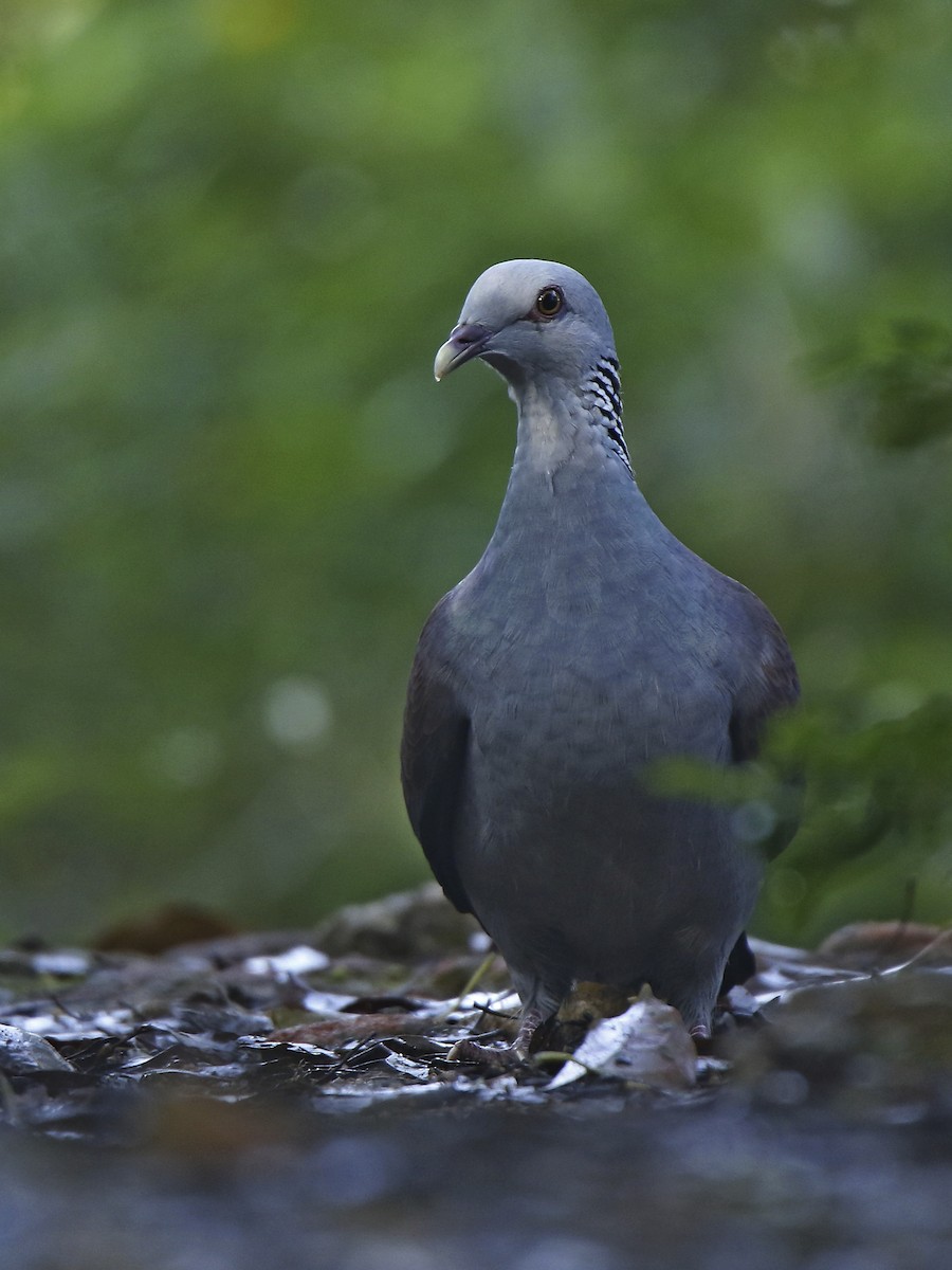 Nilgiri Wood-Pigeon - ML234898921