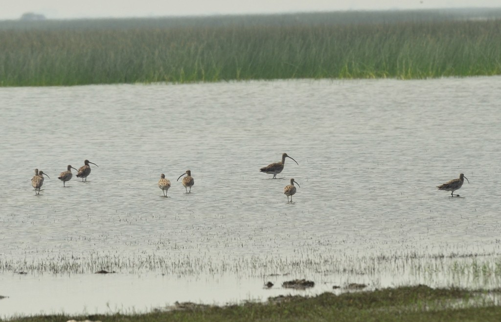 Eurasian Curlew - ML23489901