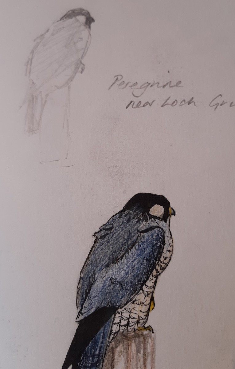 Peregrine Falcon - ML234899191