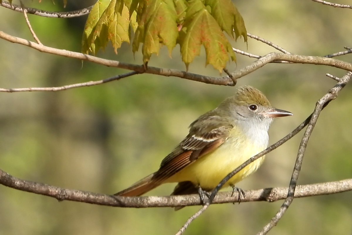 Great Crested Flycatcher - ML234899661